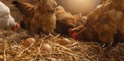 hen with eggs at a chicken coop in a group of chickens at a bio farm. Hens in hen house. Chicken eggs in hen house. Chicken farm in germany