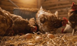 hen lays eggs at a chicken coop in a group of chickens at a bio farm. Hens in hen house. Chicken eggs in hen house. Chicken farm in germany