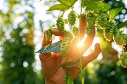 Farmer inspected ripe hop cones for making beer and bread closeup, bokeh background. Hops field in Bavaria Germany.