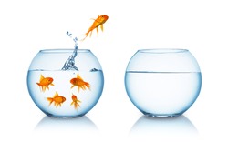 goldfish jumps in to a fishbowl in to liberty