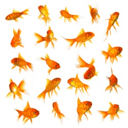 goldfish set collage isolated on white background