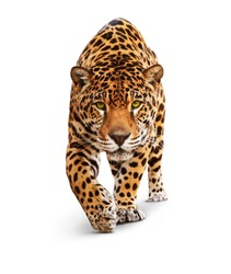 Jaguar, Panther, front view, isolated on white, shadow. The same over black - image id: 89436664