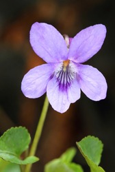 Common wood violet Viola odorata