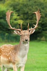 Majestic european fallow deer male in september