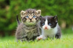 Two kitty siblings