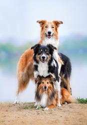 group of the three happy dogs