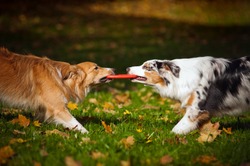 two dogs playing with a toy together in autumn