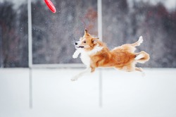 red border collie dog jumping in mid-air