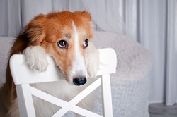 cute border collie dog portrait in studio