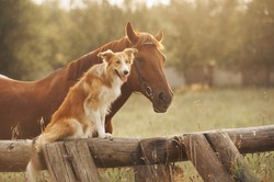 Red border collie dog and horse together at sunset in summer
