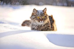cat with big yellow eyes in winter