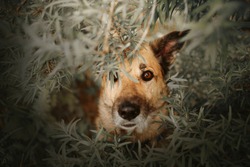 mixed breed dog hiding in the bushes, close up portrait