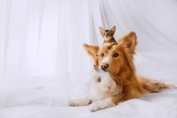 mixed breed dog posing with a kitten on his head and a rabbit