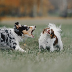 border collie puppy barking at a chihuahua dog