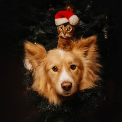 funny mixed breed dog and kitten posing together for christmas