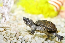 Musk Turtle (Sternotherus odoratus)