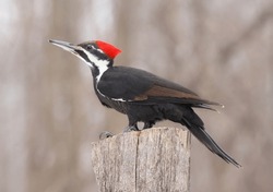 Pileated woodpecker portrait sitting on a tree trunk into the forest, Quebec, Canada