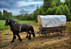 Vintage chariot with two black horses