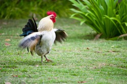 dancing chicken in the farm