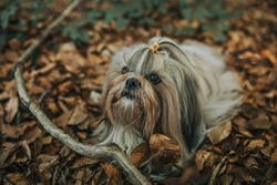 Shih tzu dog lying on autumn foliage. Dark film style colors.