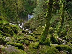 Enchanted Forest and creek near Torc Waterfall, Killarney National Park, County Kerry, Ireland 