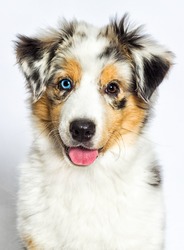 merle puppy australian shepherd dog looking at the camera on a white background