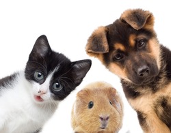 Puppy and kitten and guinea pig 
