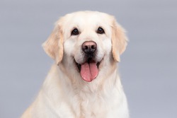 portrait of golden retriever dog with tongue