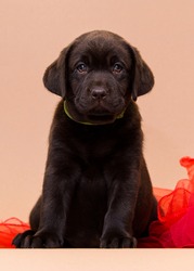 labrador puppy with red blanket in studio