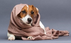 jack russell dog coldly wrapped in a blanket