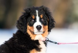 Bernese Mountain Dog puppy on a leash