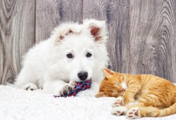Berger Blanc Suisse puppy and kitten fluffy carpet