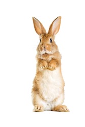 The funny rabbit is standing on its hind legs