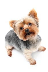 Yorkshire Terrier waiting eagerly with upright ears
