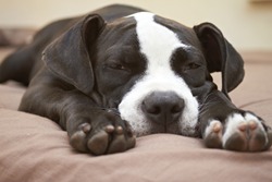 Close-up of face and paws of Pit Bull puppy sleeping on bed