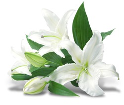 bouquet of white lilies is isolated on white background