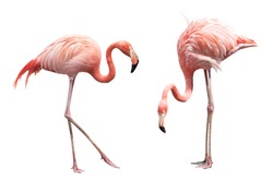 Two flamingo isolated on white background