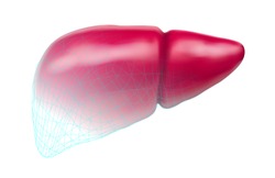 human liver. 3d vector. health and medicine.
organ seal