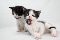 Two kittens, one is staring one is yawning