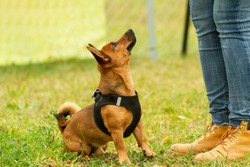 A young terrier-shepherd-chihuahua mixed breed dog getting a reward from the owners hand in the dog school.	
