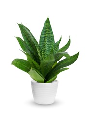 Young Sansevieria a potted plant isolated over white