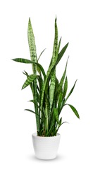 houseplant - young Sansevieria trifasciata a potted plant isolated over white