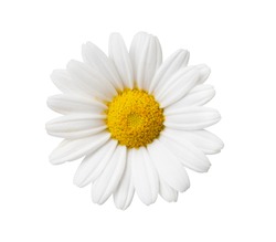 Daisy flower isolated with hand made clipping path
