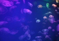 Spectacular Jellyfish pattern in aquarium, neon light
