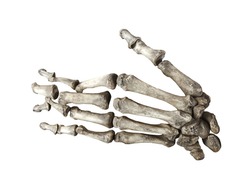 bone human hand isolated on white background