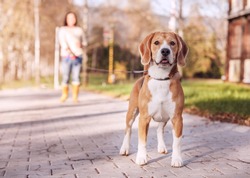 Purebreed beagle on the long lead 