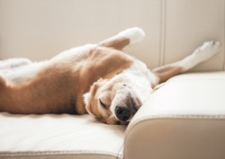 Sleeping beagle on sofa