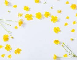 yellow buttercups on white background