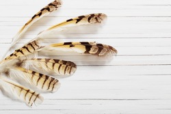 Feathers of a bird on a wooden background