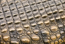 Crocodile skin texture. Shot in South Africa.